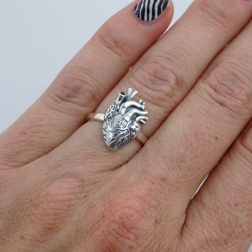 model showing ring
