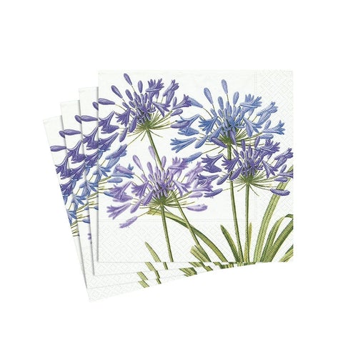 Agapanthus (Boxed)