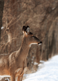 KASTURI - kasturi deer musk / 100% natural 50 years old aged - theperfumist - the house of the perfumist - royal attar